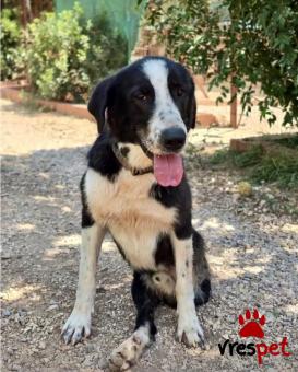 Ράτσα: Άγνωστο - Ημίαιμο | Ηλικία: 2 ετών | Φύλο: Θηλυκό | Αρ. Microchip: - | Ημίαιμο | Περιοχή: Νέα Σμύρνη, Αττική